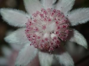 Apiaceae