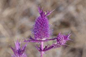 Apiaceae