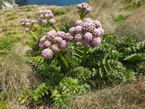 Apiaceae