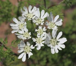 Apiaceae