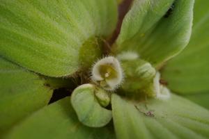 Araceae
