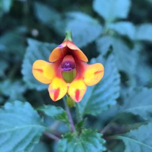 Balsaminaceae