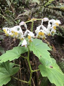 Begoniaceae
