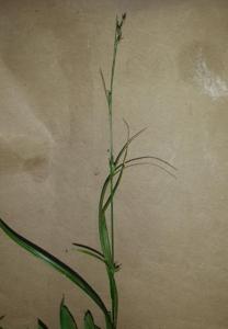 Carex