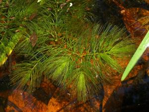 Ceratophyllaceae