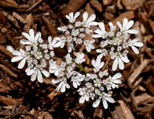 Coriandrum