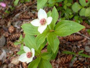 Cornus