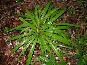Dioncophyllaceae