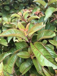 Dipentodontaceae