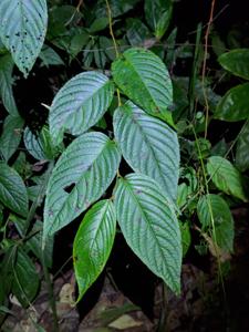 Dipentodontaceae