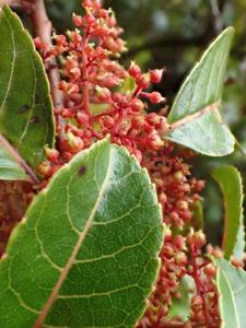 Dipentodontaceae