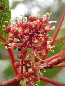 Dipentodontaceae