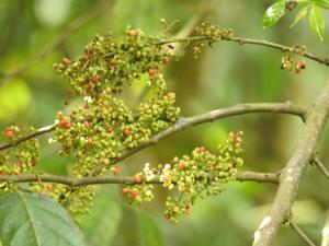 Dipentodontaceae
