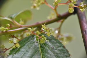 Dipentodontaceae