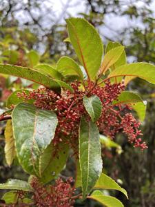 Dipentodontaceae