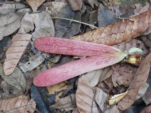 Dipterocarpus