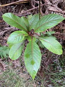 Dipentodontaceae