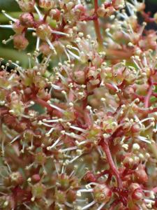 Dipentodontaceae
