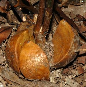 Idiospermum