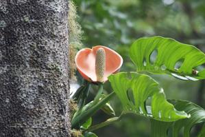 Monstera