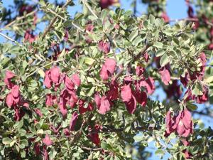 Terminalia