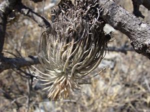 Tillandsia