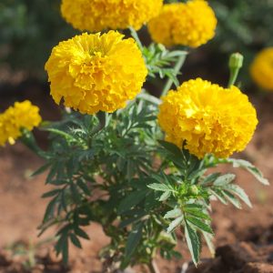 Marigold Seed - Yellow, 1000 Seeds