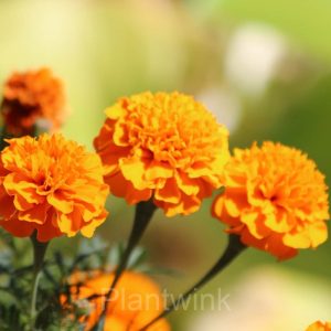 Marigold Seed - Orange, 1000 Seeds