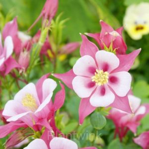 Columbine Seed - Pink, 500 Seeds