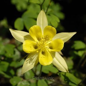 Columbine Seed - Yellow, 500 Seeds