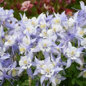 Columbine Seed - Light blue, 🔥200 Seeds