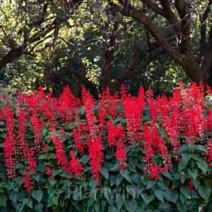 Sage Seed - Red, 500 Seeds