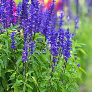 Sage Seed - 🔥Blue, 500 Seeds