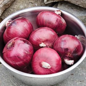 Onion Seed - Red, 500 Seeds