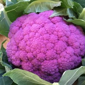 Romanesco Broccoli Seed - 100 Seeds, Purple