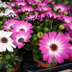 African Daisy Seed - Pink, 20 Seeds