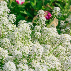 Sweet Alyssum Seed - White, 500 Seeds