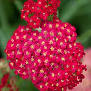 Sweet Alyssum Seed - Red, 🔥200 Seeds