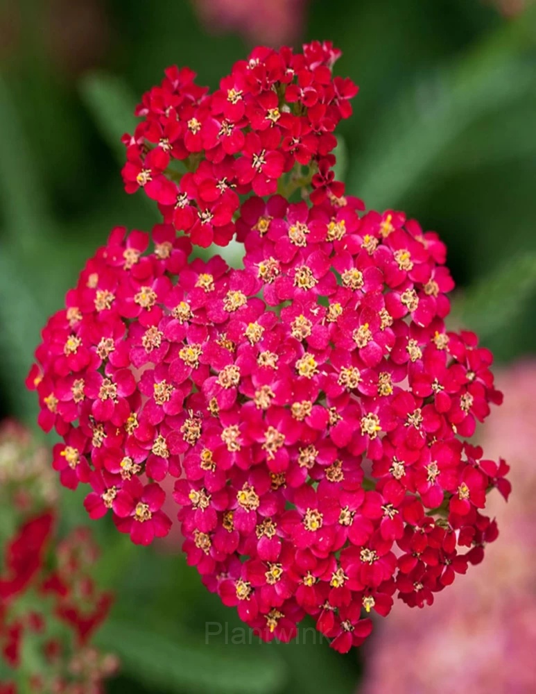 Sweet Alyssum Seed - View 10