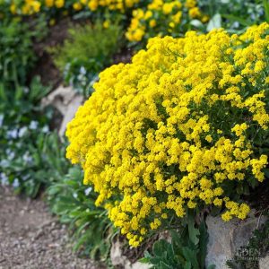 Sweet Alyssum Seed - Yellow, 🔥200 Seeds