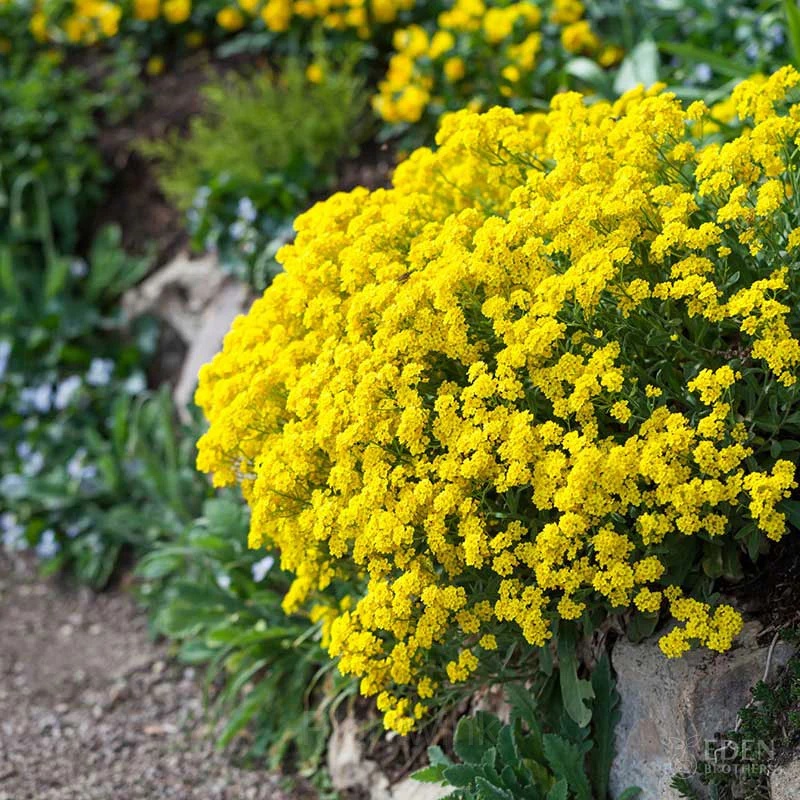 Sweet Alyssum Seed - View 11