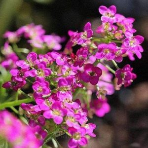 Sweet Alyssum Seed - Pink, 100 Seeds