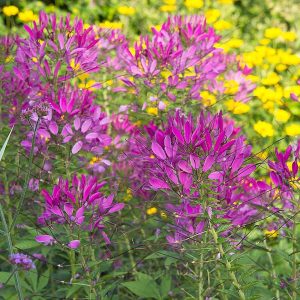 Cleome Seed - Purple, 100 Seeds