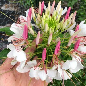 Cleome Seed - White, 100 Seeds