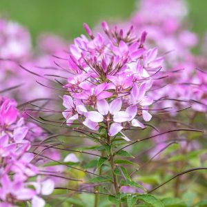 Cleome Seed - Pink, 100 Seeds