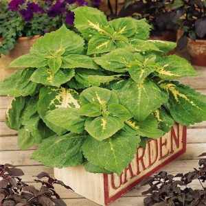Coleus Seed - Green, 100 Seeds