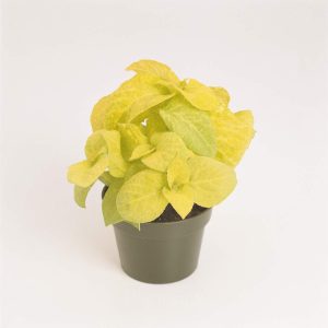 Coleus Seed - Yellow, 100 Seeds