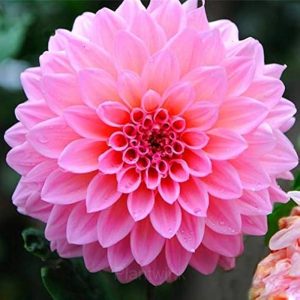 Dahlia Seed - Pink, 100 Seeds