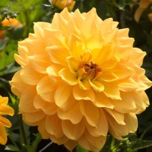 Dahlia Seed - Gold, 🔥50 Seeds