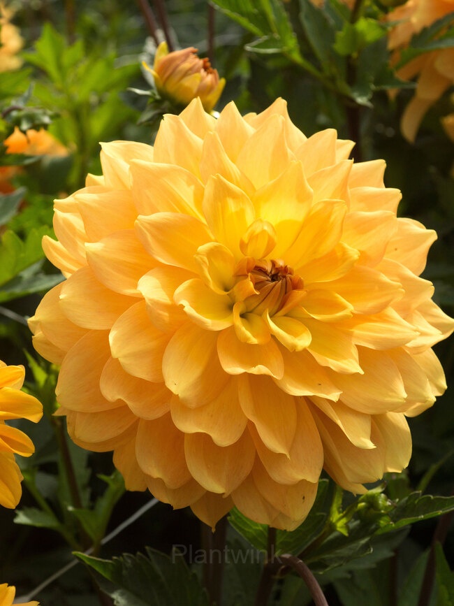 Dahlia Seed - View 7